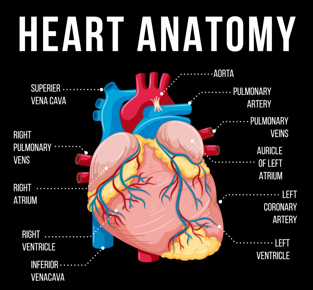 Heart Anatomy Diagram