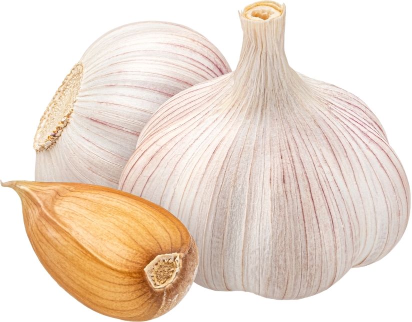 Garlic